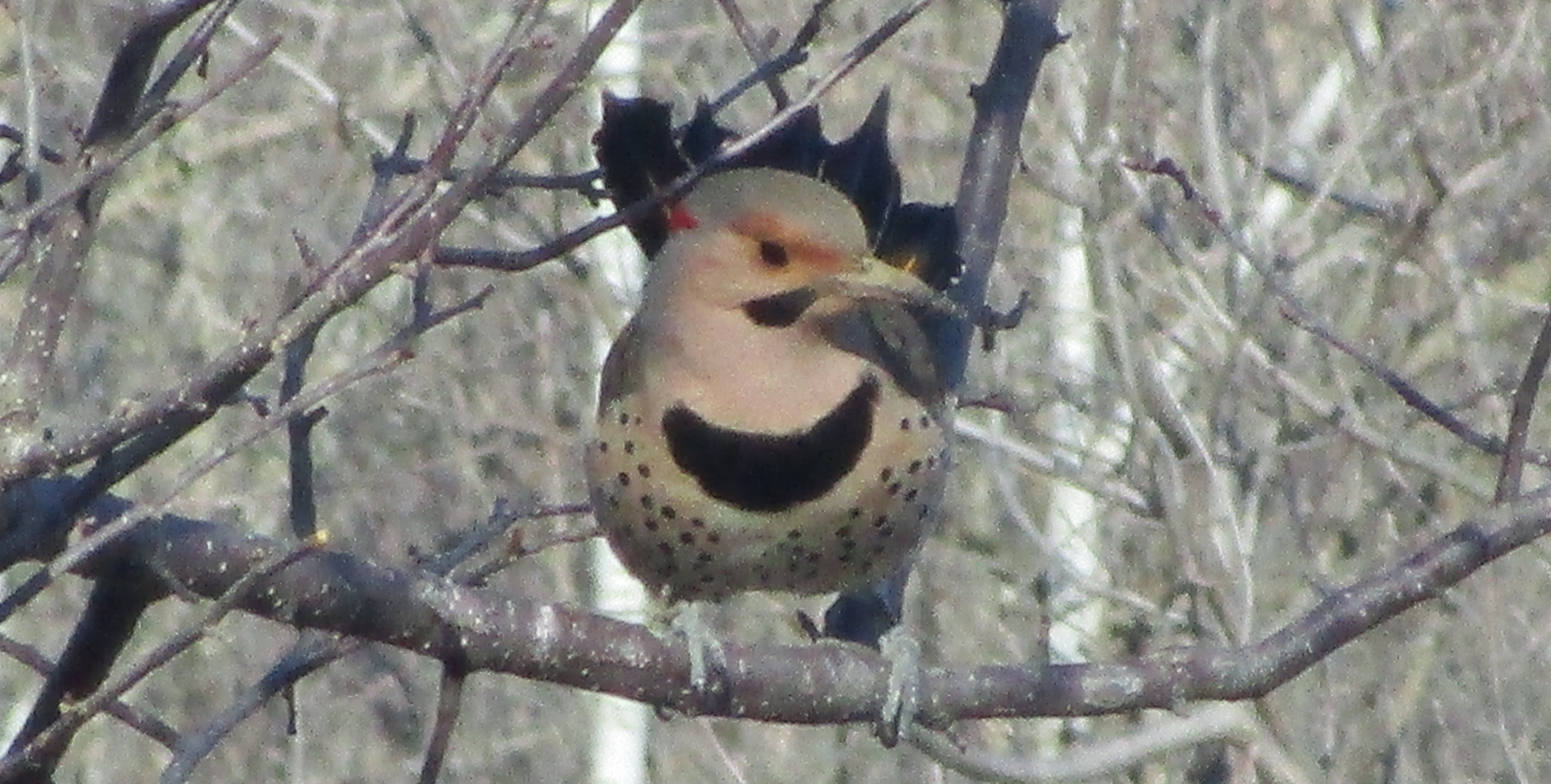 Driftless Thursday: Birds