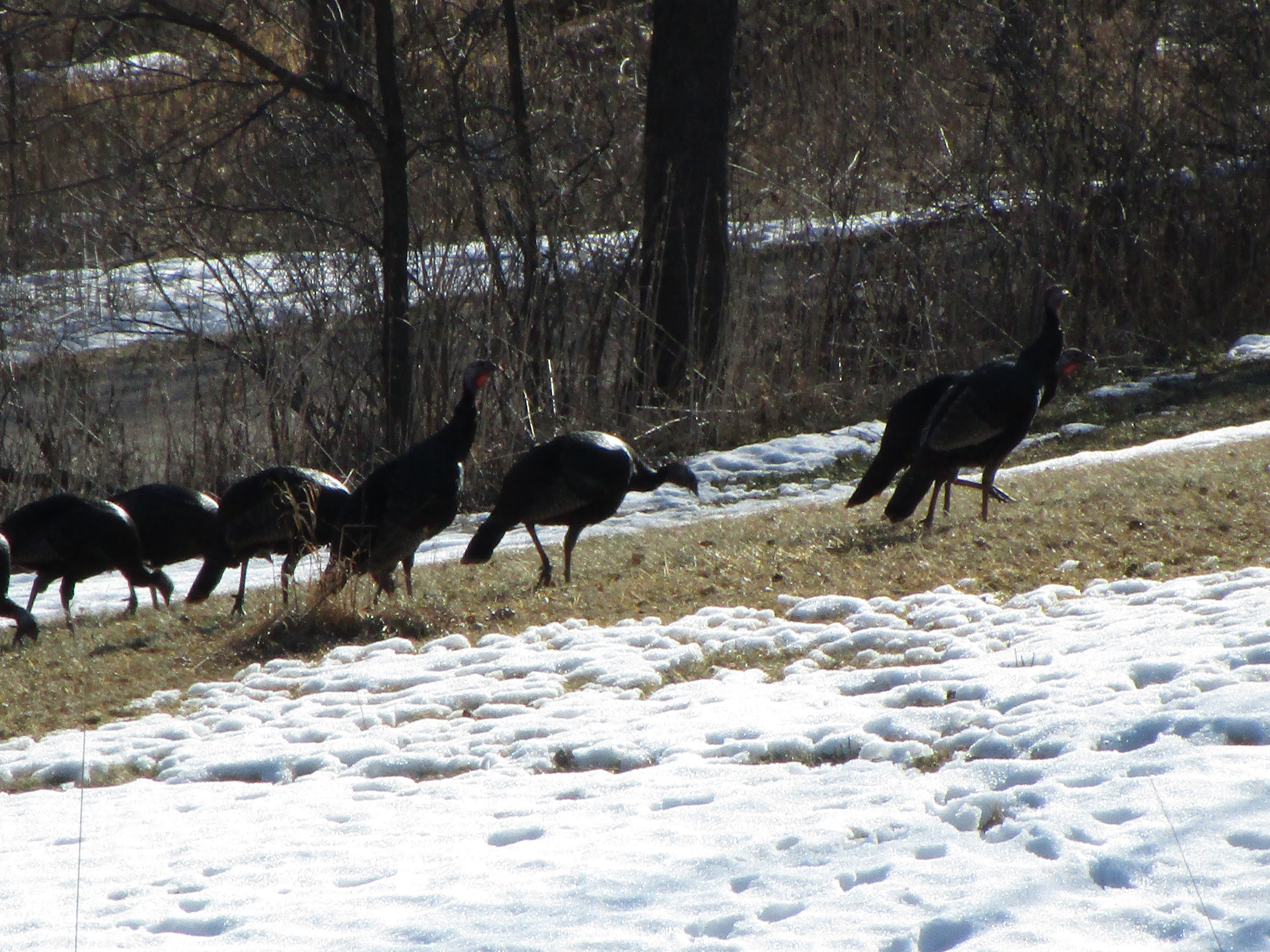 Driftless Thursday: Happy Thanksgiving!