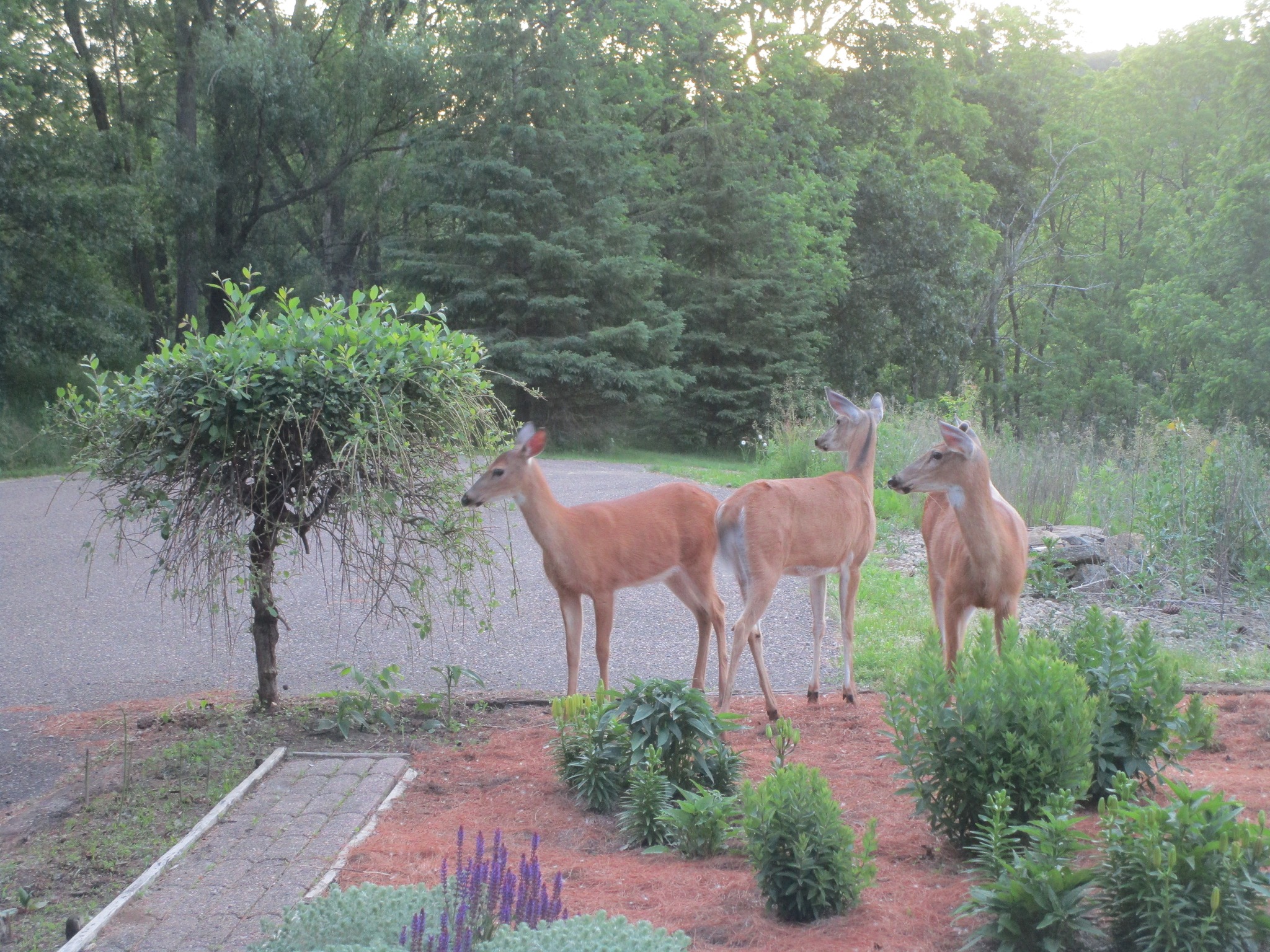 Driftless Thursday: Deer (and Critter) Resistant Perennials