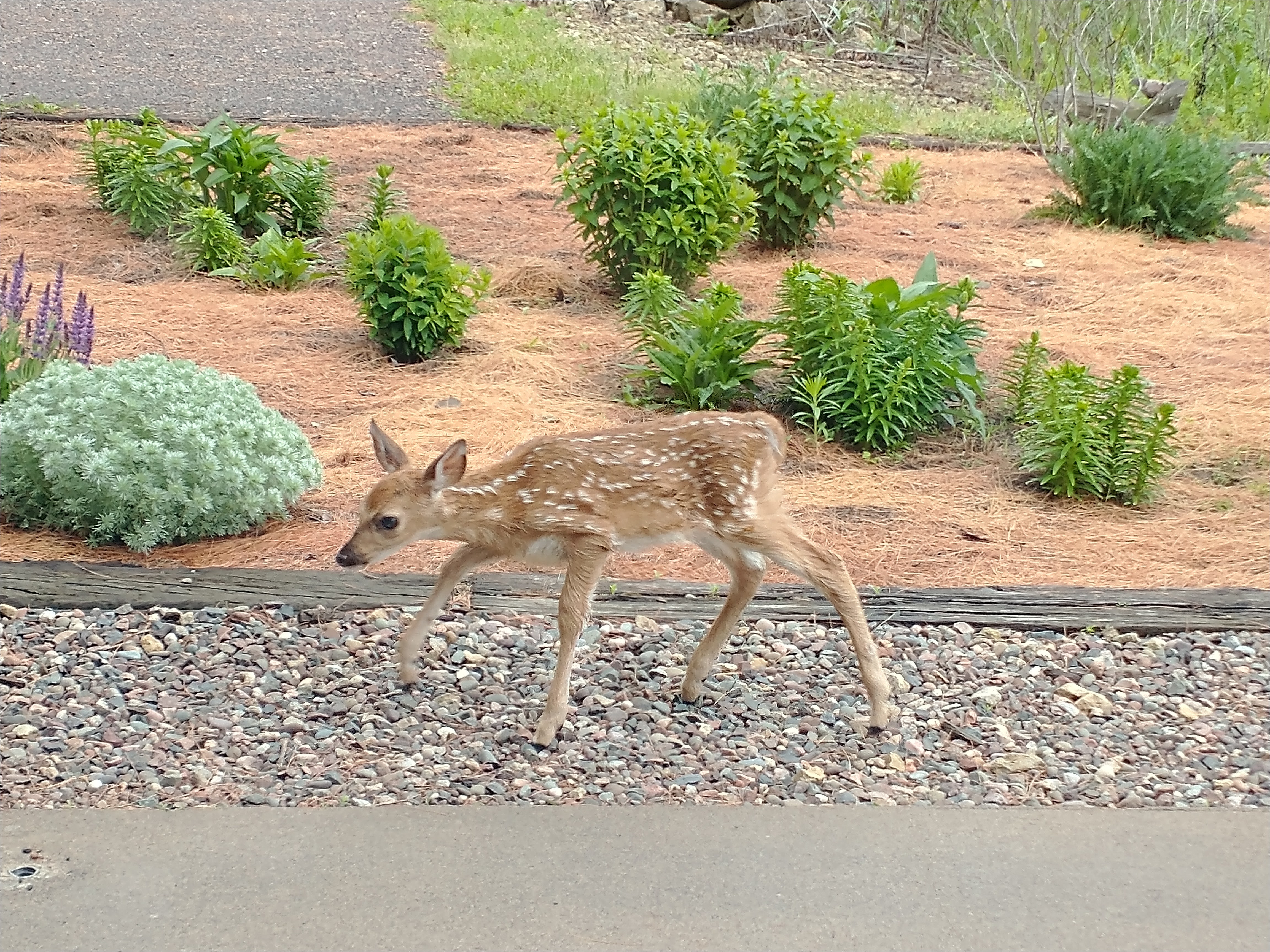 Driftless Thursday: Deer