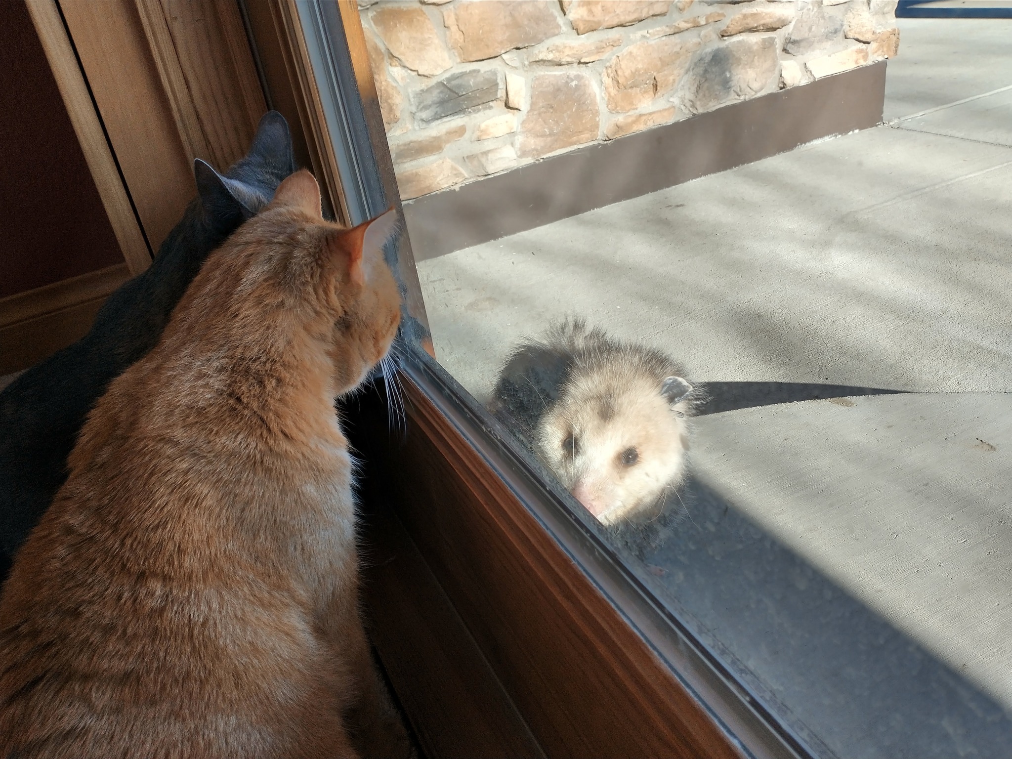 Driftless Thursday: Who’s Watching Whom?