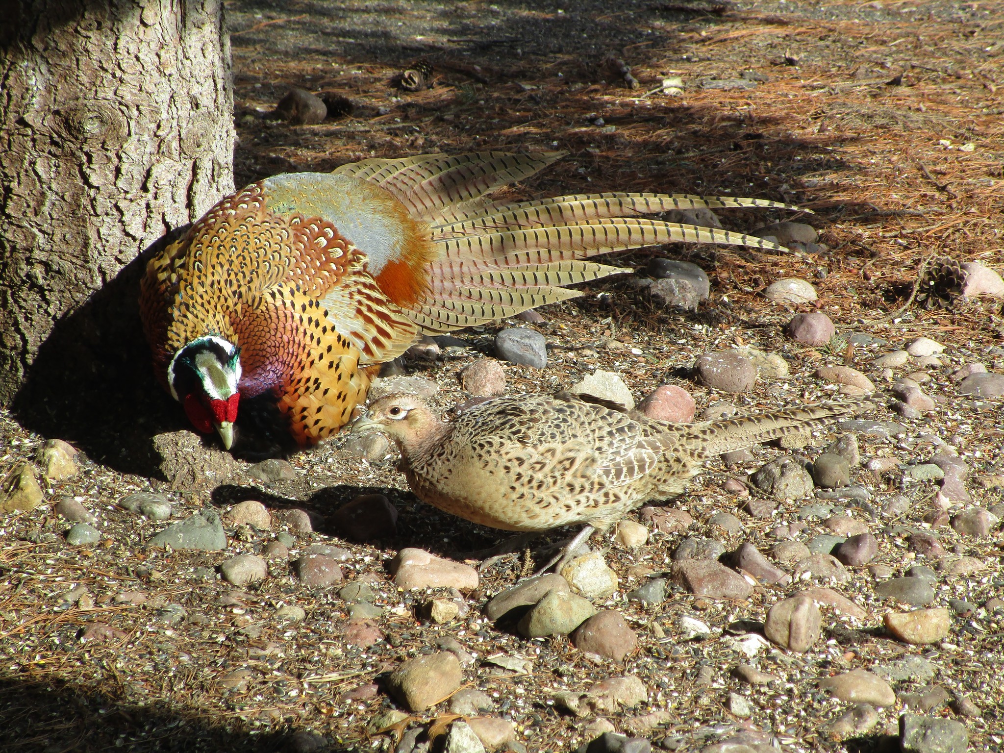 Driftless Thursday: Phil and Mrs. Phil