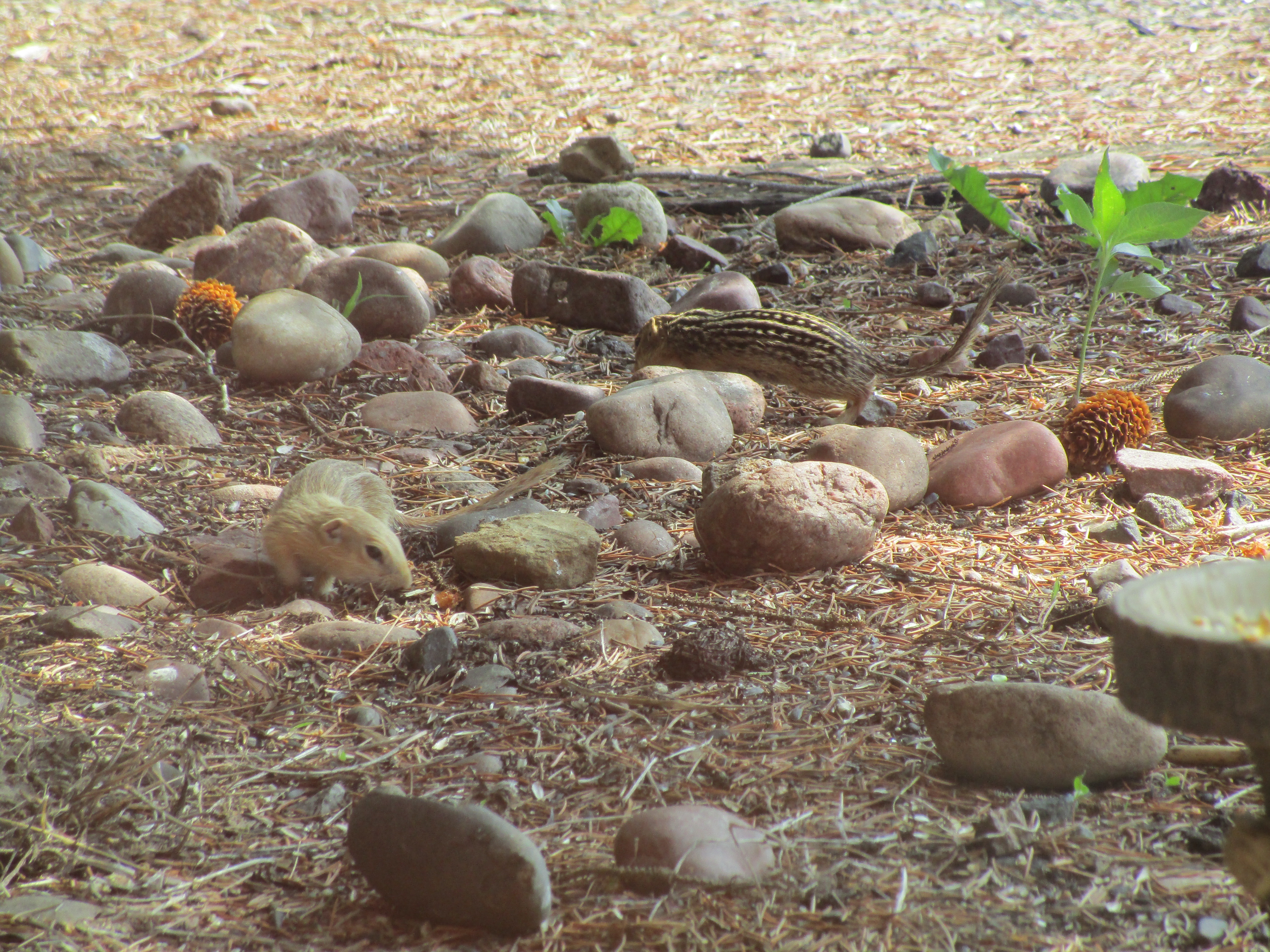 Driftless Thursday: This Started About Louie