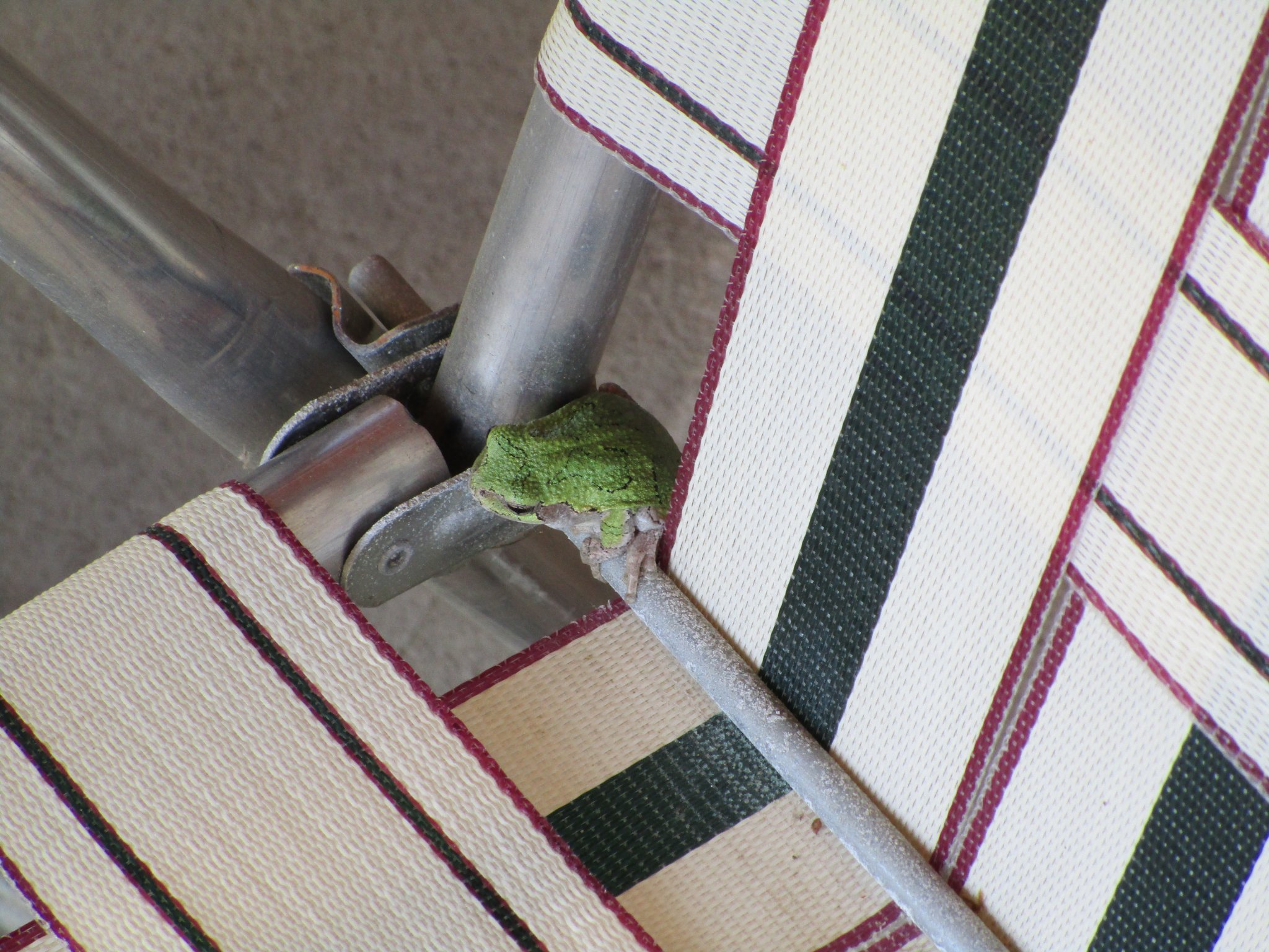 Driftless Thursday: Little Surprises