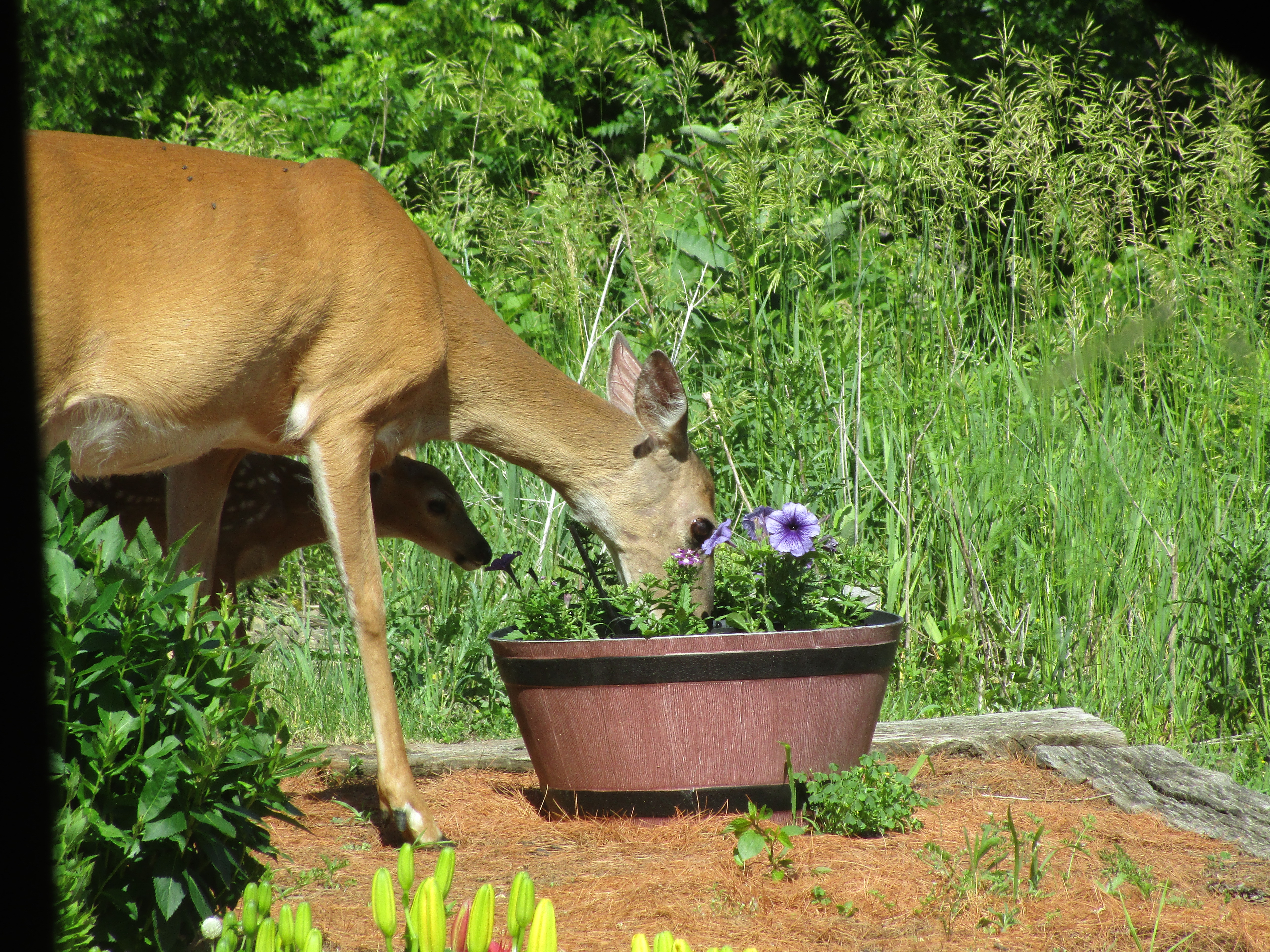 Driftless Thursday: The bird bath became a deer bucket