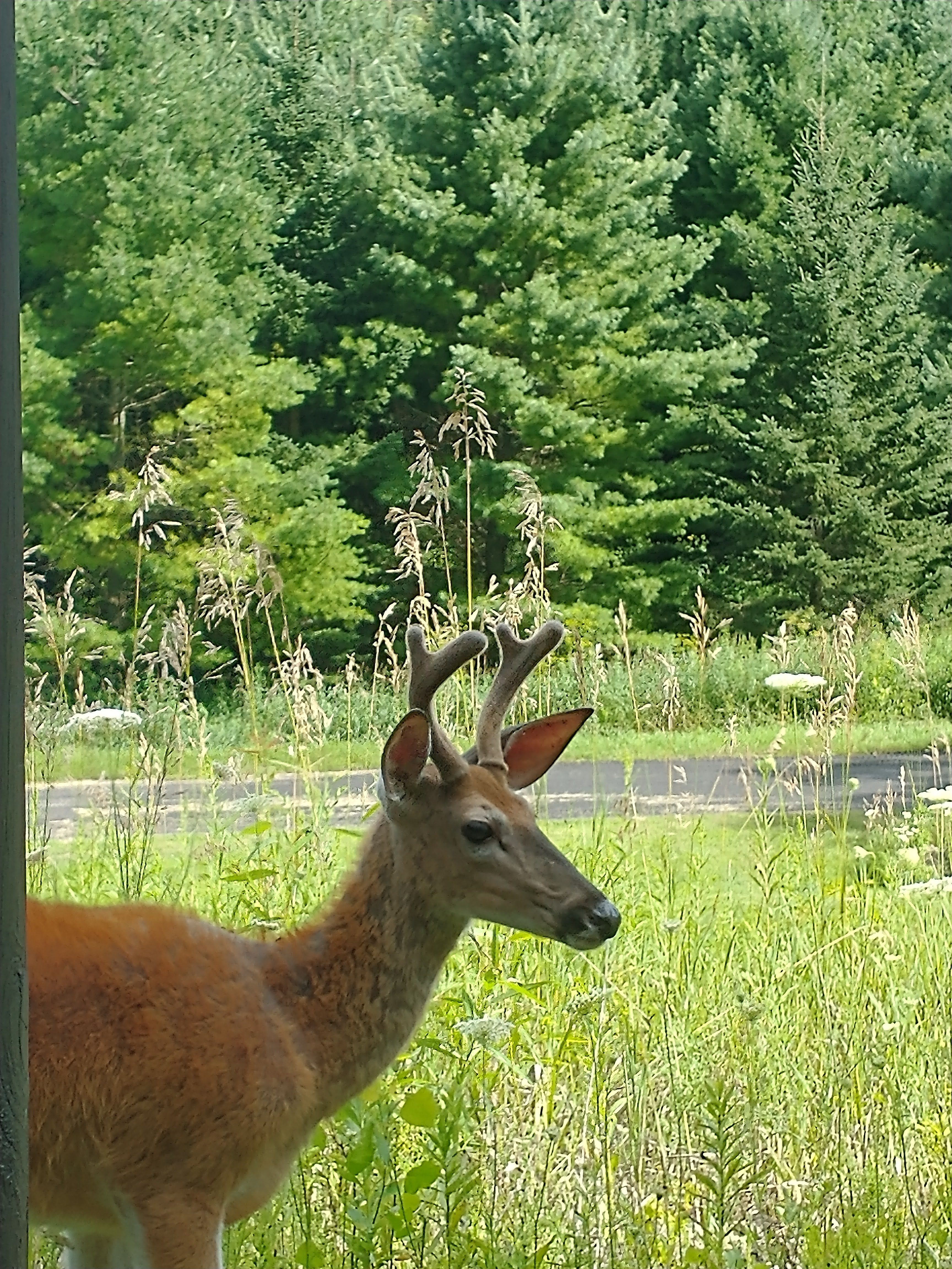 Driftless Thursday: Just Saying Hello