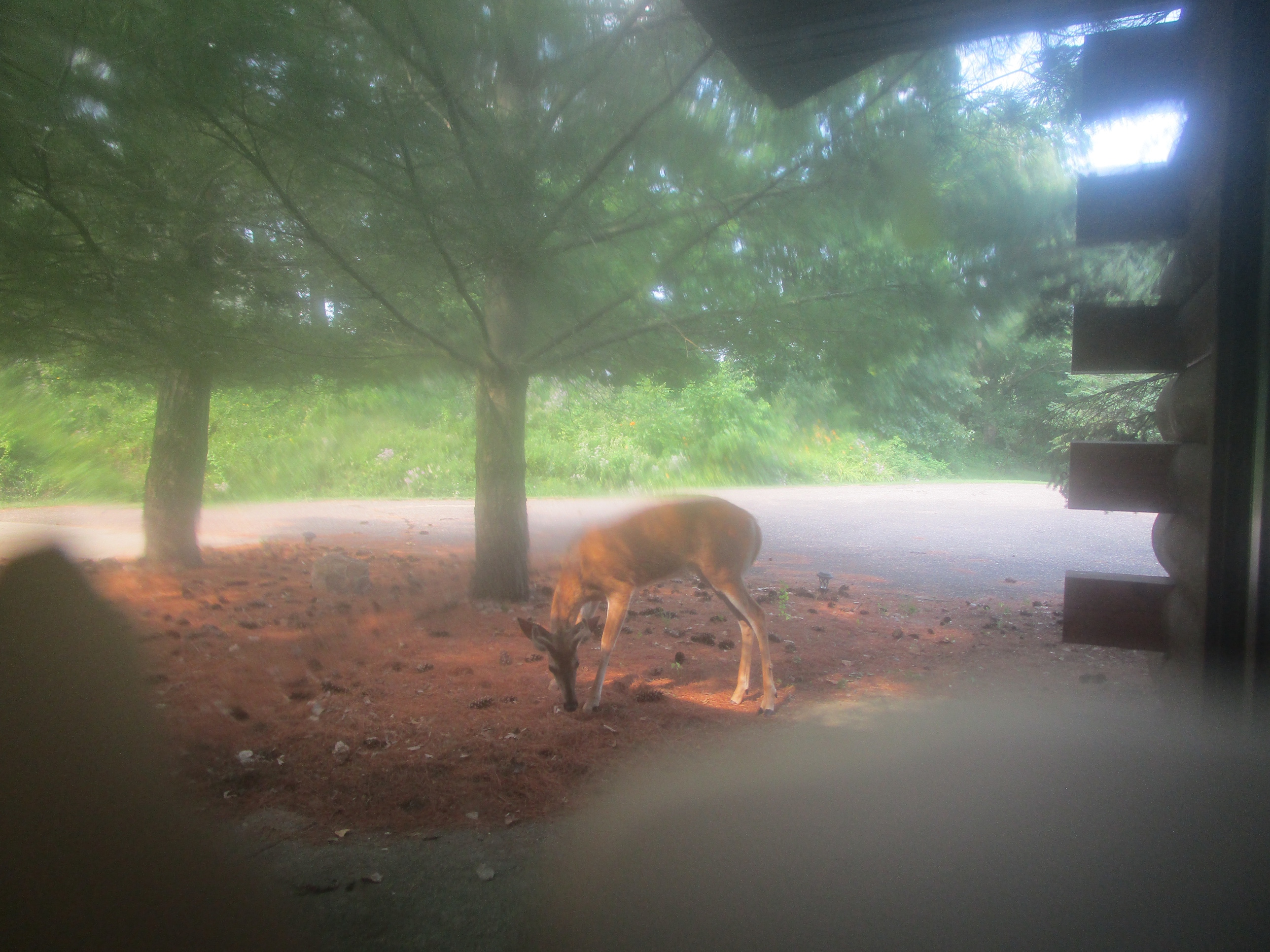 Driftless Thursday: Doofus 3.0