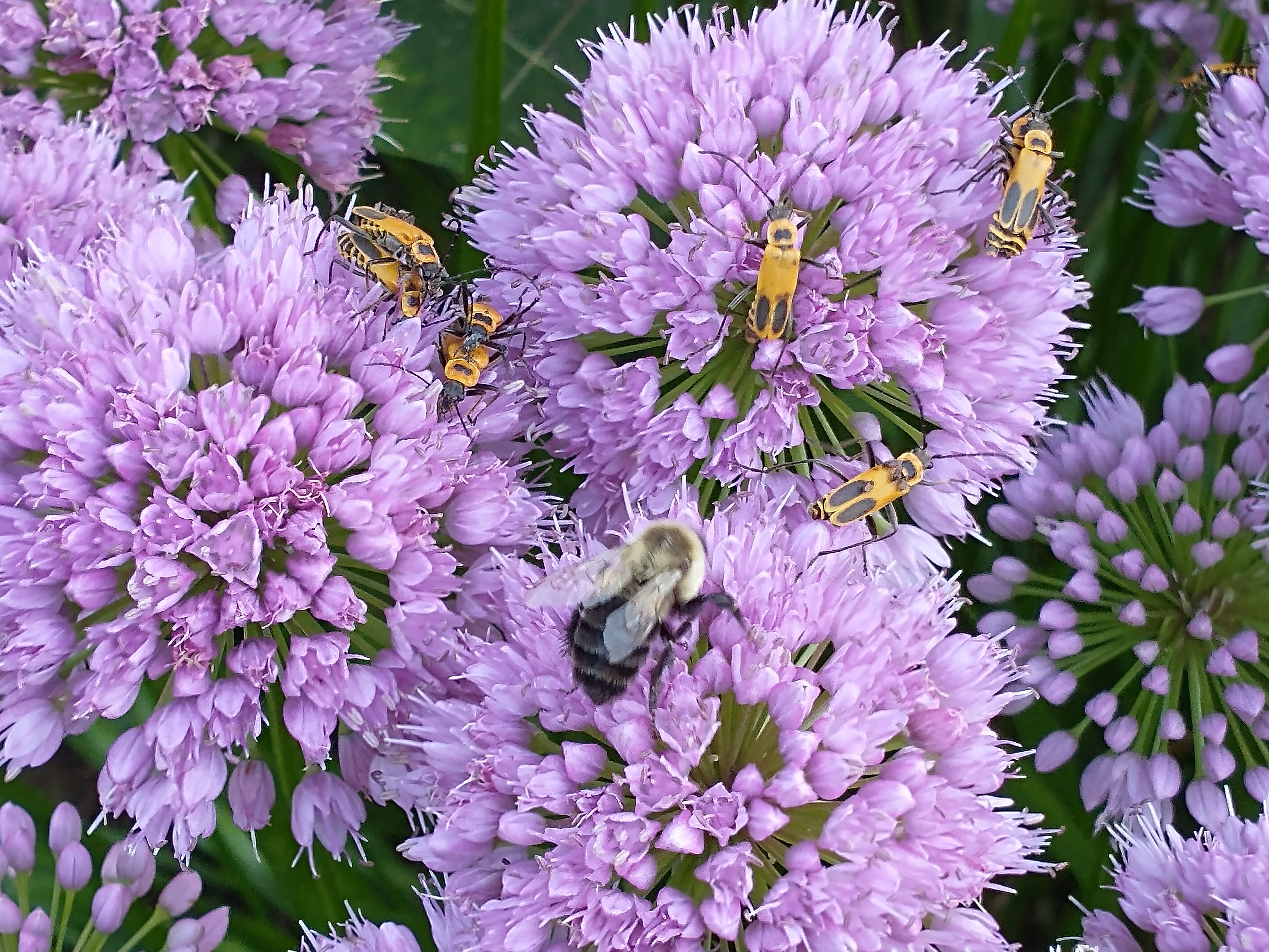 Driftless Thursday: Pollinators Besides Bees