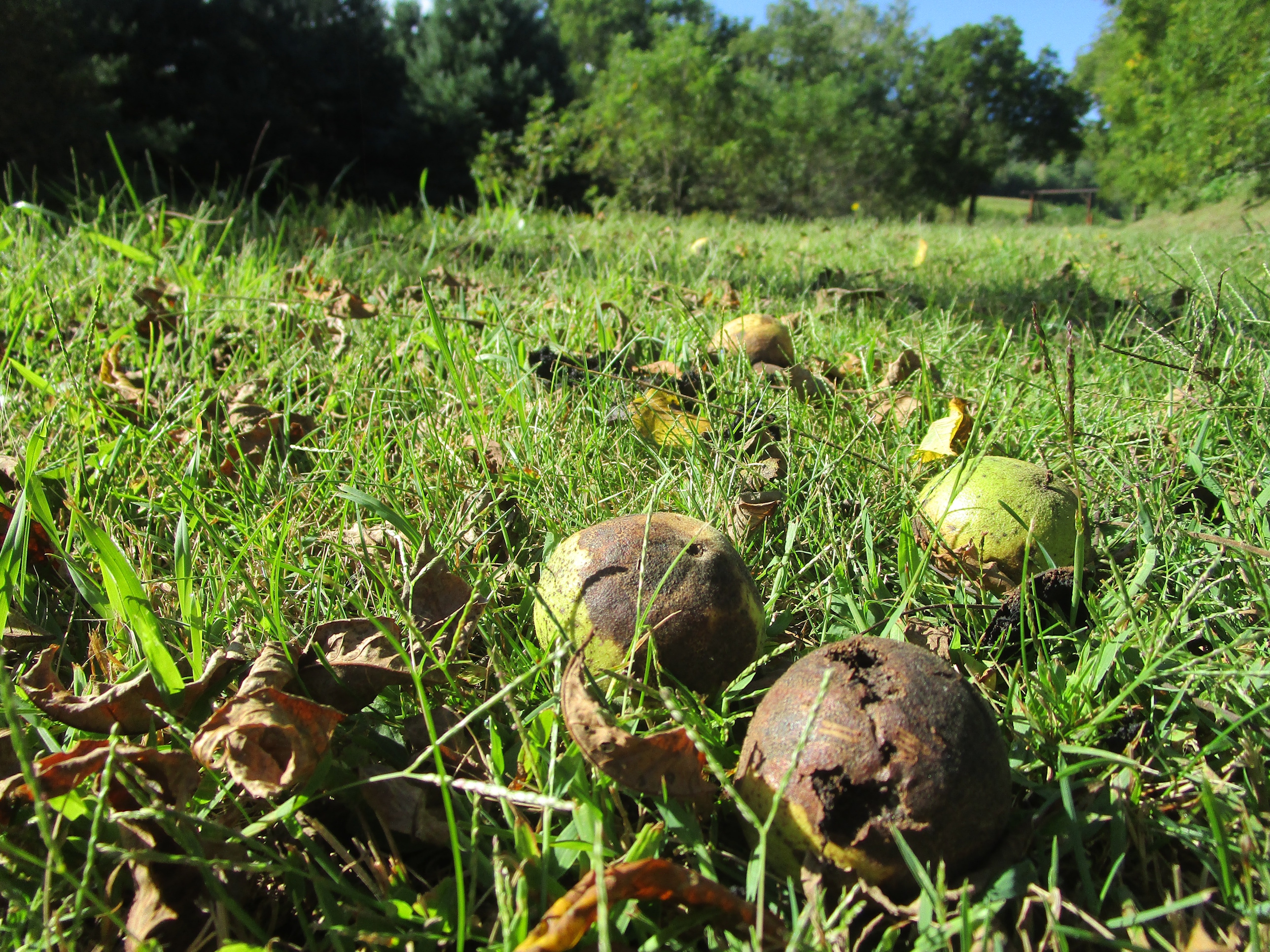 Driftless Thursday: First Signs of Fall