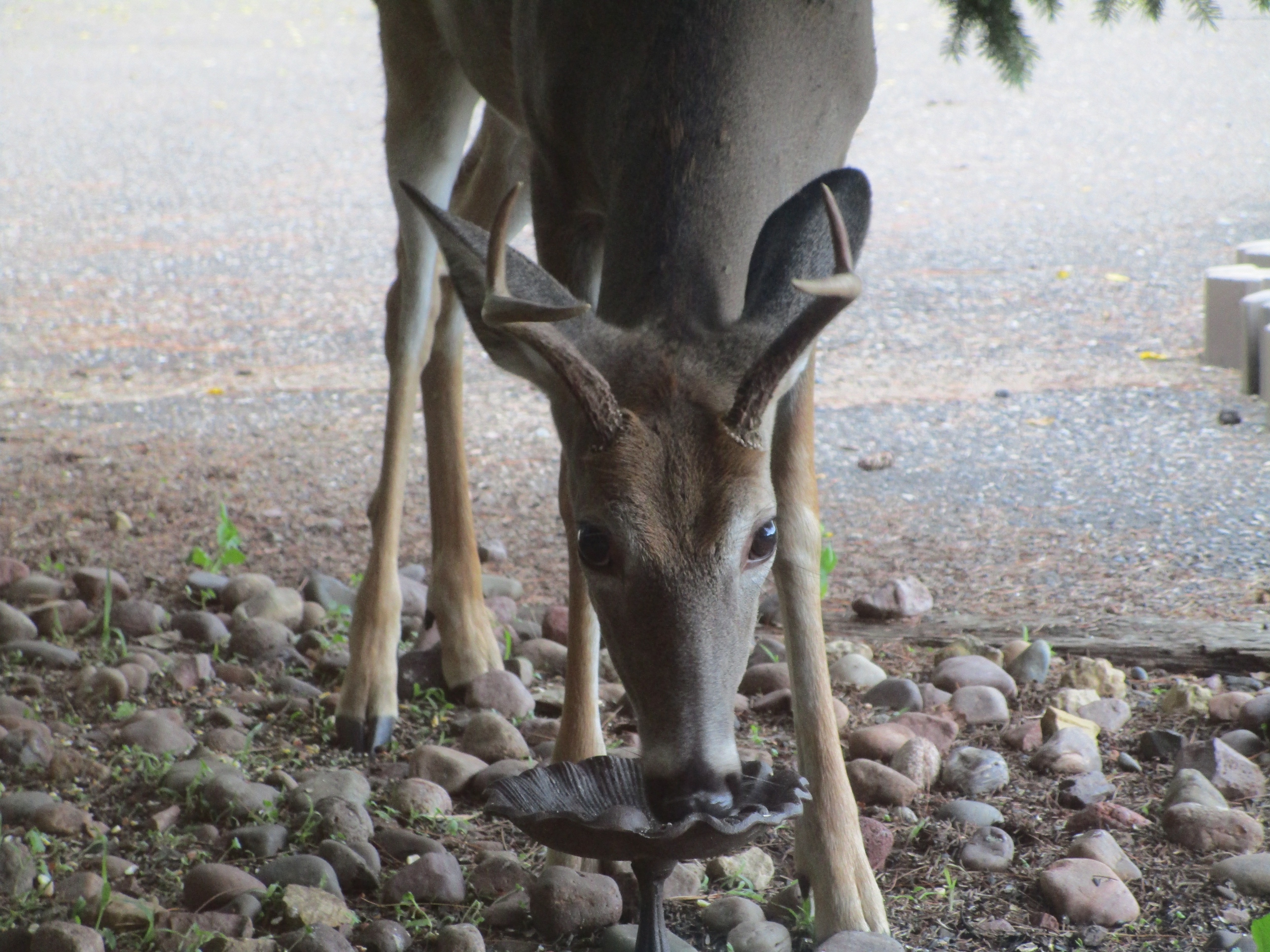 Driftless Thursday: Yet More About Doofus (the Deer)
